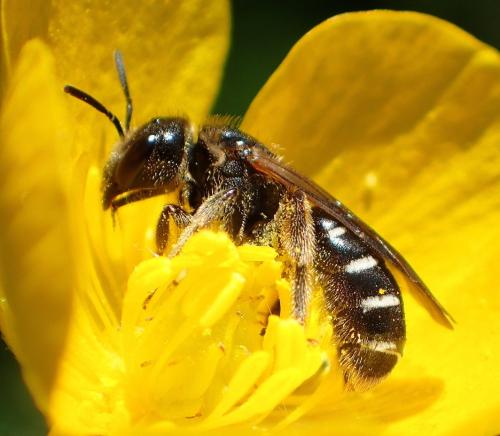 Halictus maculatus